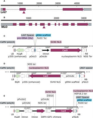 An efficient transformation method for genome editing of elite bread wheat cultivars